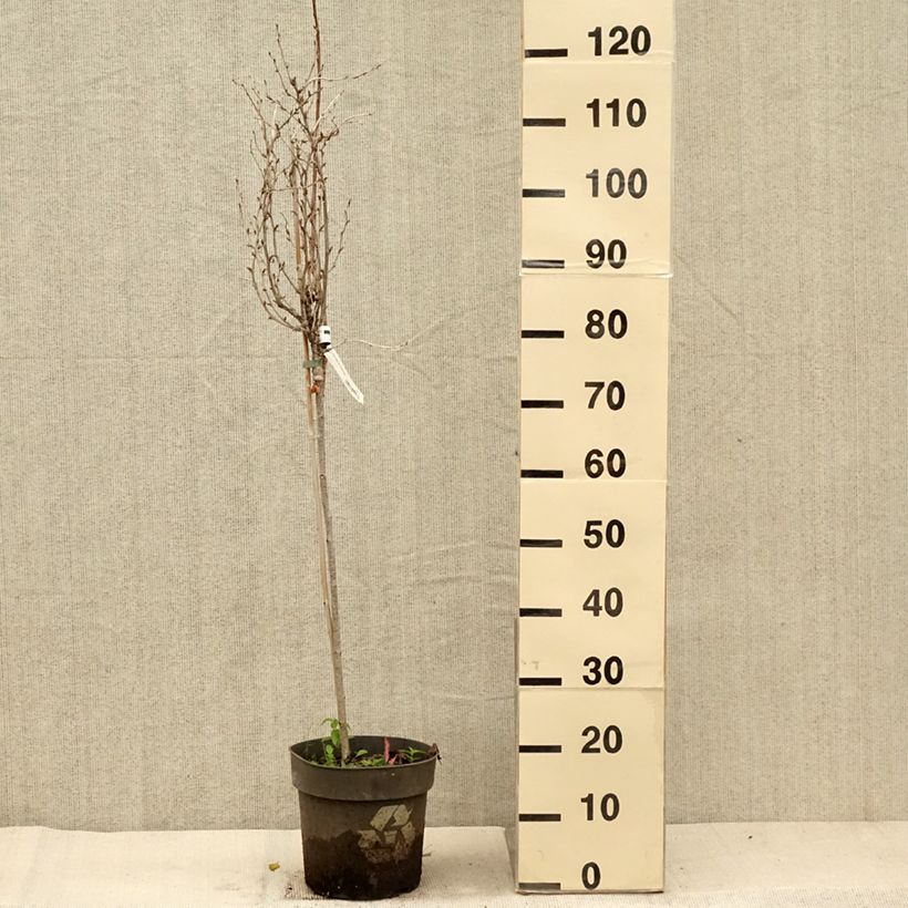 Esemplare di Uva-spina Solemio Crispa Vaso da 6L/7L come consegnato in autunno