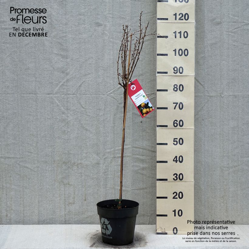 Uva-spina Solemio Crispa Vaso da 6L/7L esemplare consegnato in inverno