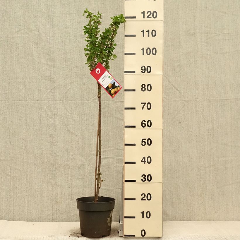 Uva-spina Solemio Crispa Vaso da 6L/7L, Vaso impalcato esemplare consegnato in primavera