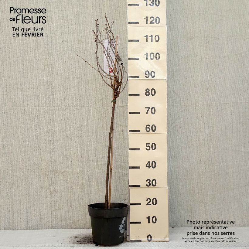 Uva-spina Easycrisp Lady Late Vaso da 6L/7L esemplare consegnato in inverno