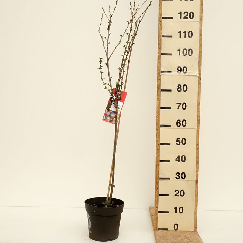 Uva-spina Easycrisp Lady Late Vaso da 6L/7L, Vaso impalcato esemplare consegnato in primavera