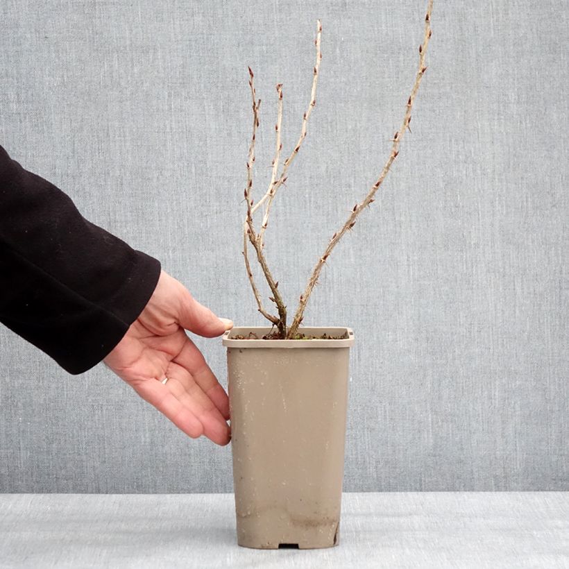 Uva-spina Easycrisp Mme Sansouci Vaso da 1,5L/2L, Multifusto esemplare consegnato in inverno