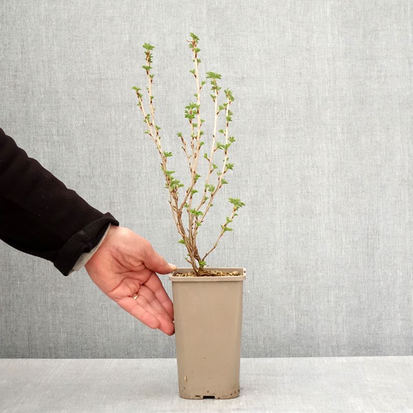 Uva-spina Easycrisp Mme Sansouci Vaso da 1,5L/2L, Multifusto esemplare consegnato in primavera