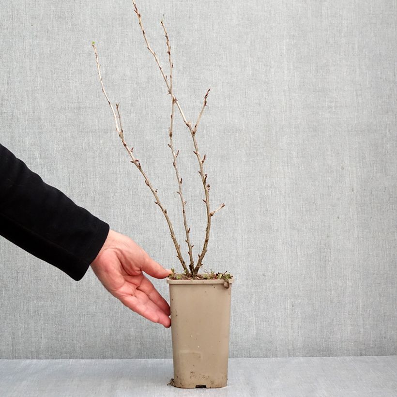 Esemplare di Uva-spina Easycrisp Mme Sansouci Vaso da 1,5L/2L, Multifusto come consegnato in autunno