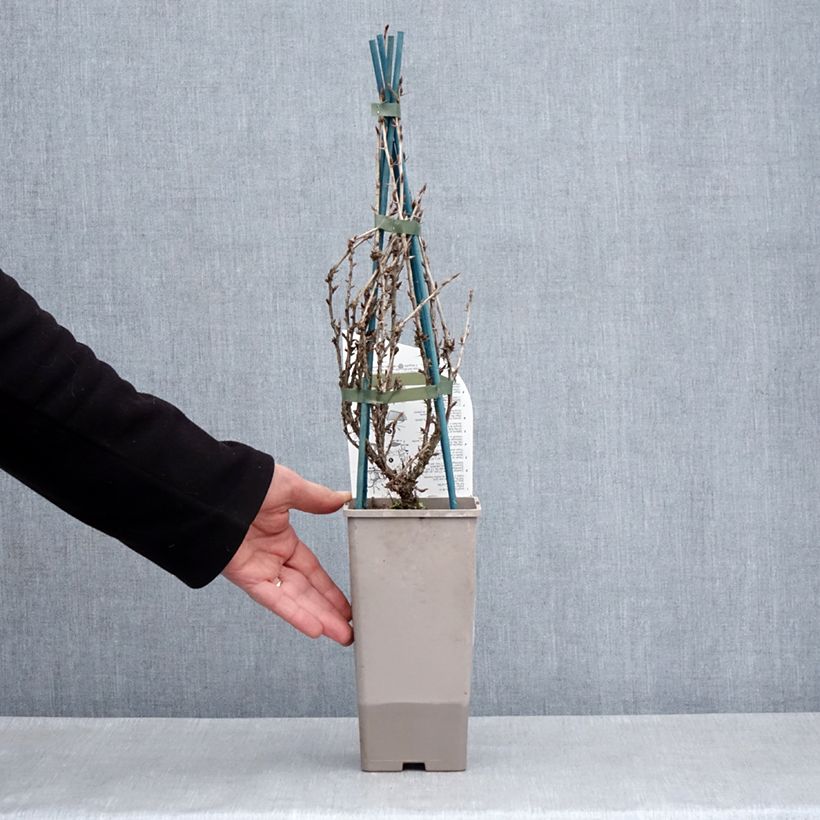 Uva-spina Freedonia Vaso da 1,5L/2L esemplare consegnato in primavera