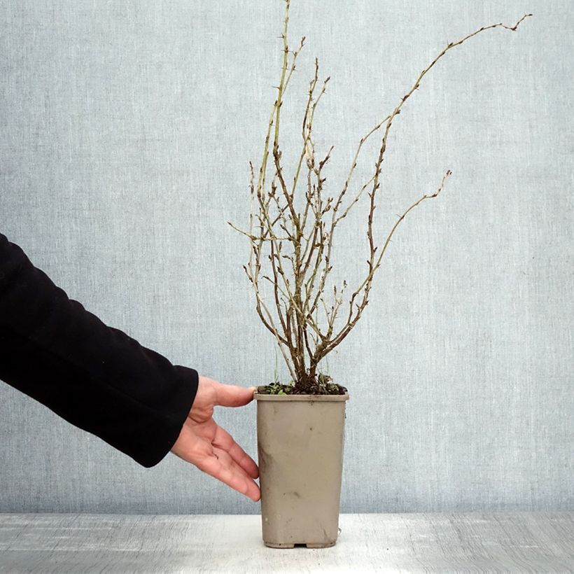 Esemplare di Uva-spina Hinnonmäki Gul 'Hinnonmäen Keltainen' Vaso da 1,5L/2L come consegnato in autunno