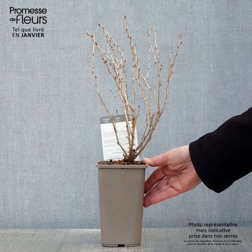 Uva-spina Hinnonmäki Gul 'Hinnonmäen Keltainen' Vaso da 1,5L/2L esemplare consegnato in inverno