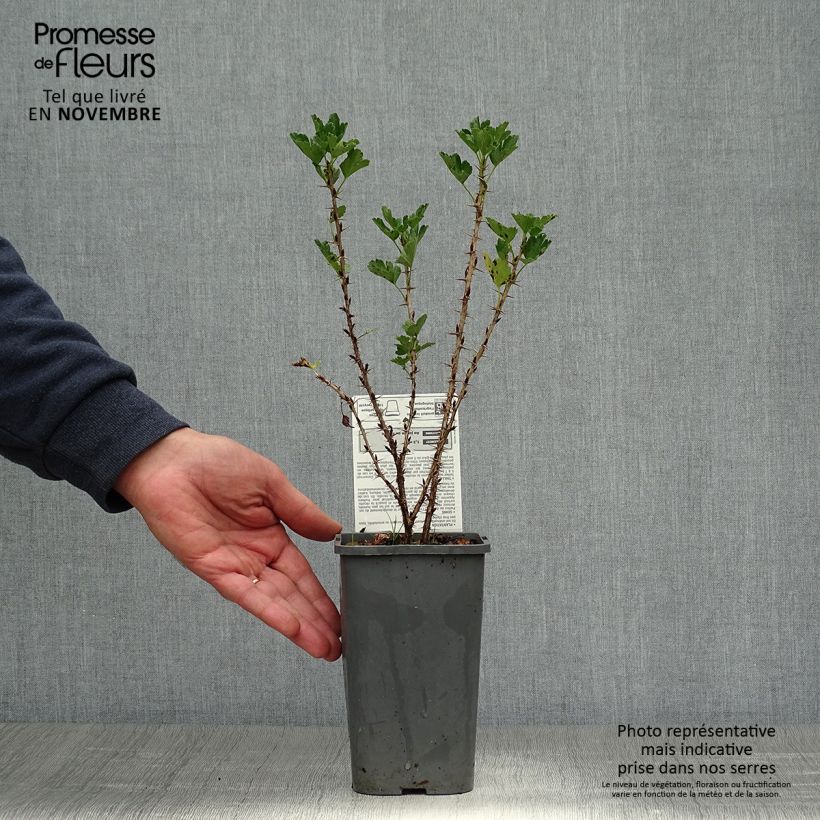 Esemplare di Uva-spina Hinnönmaki Röd Bio Vaso da 1,5L/2L, A cespuglio come consegnato in autunno