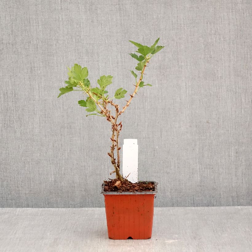 Esemplare di Uva-spina Hinnönmaki Röd Vasetto da 8/9 cm come consegnato in autunno