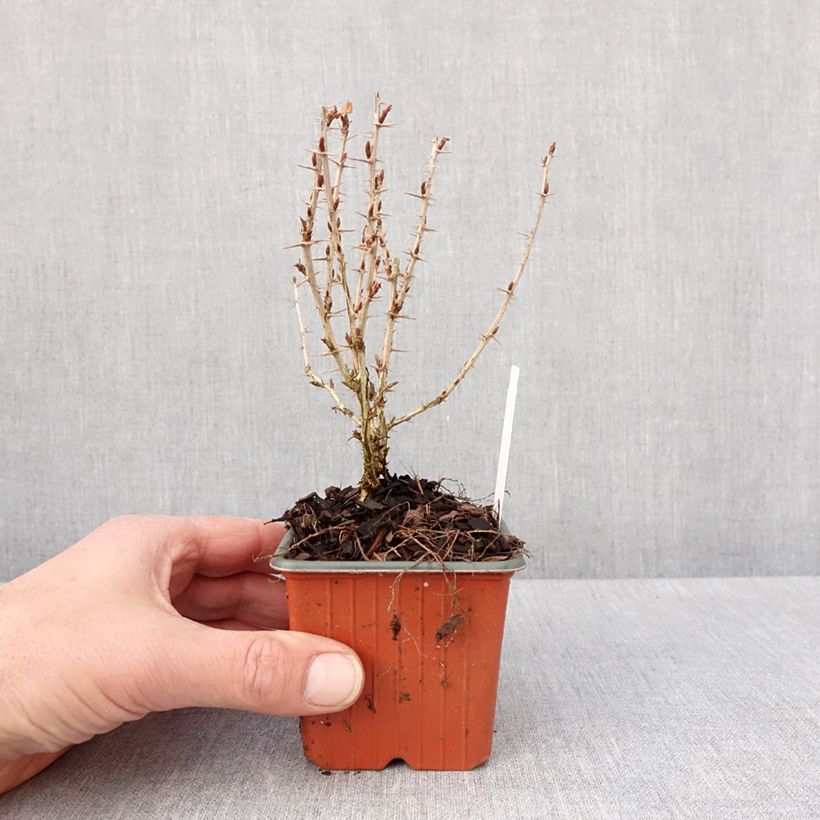 Uva-spina Hinnönmaki Röd Vasetto da 8/9 cm esemplare consegnato in inverno