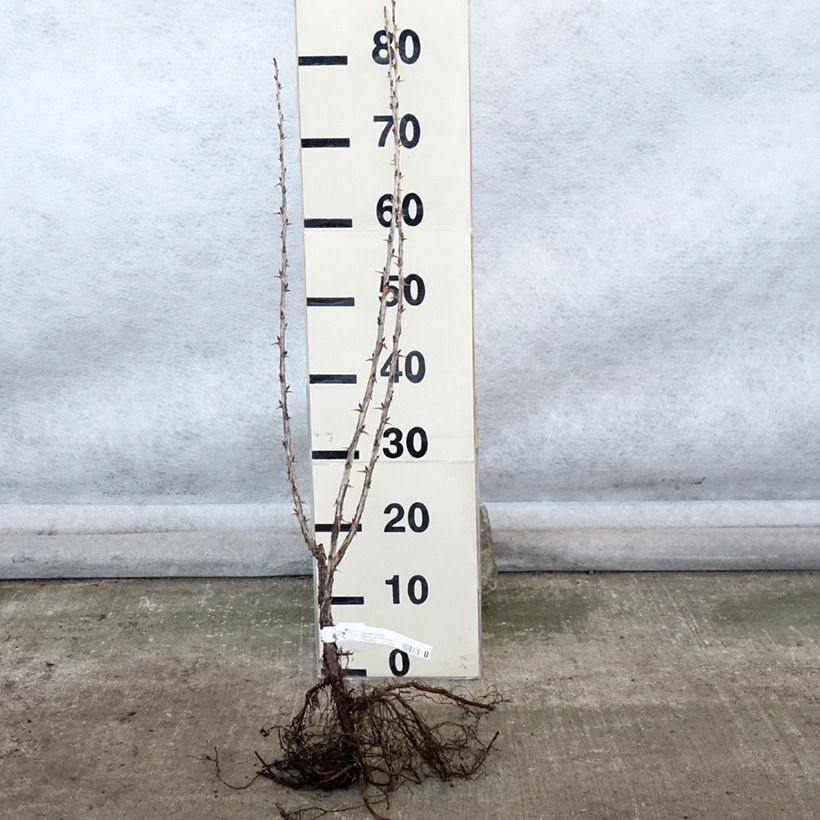 Uva-spina Hinnönmaki Röd Piante piccole a radice nuda, A cespuglio esemplare consegnato in inverno