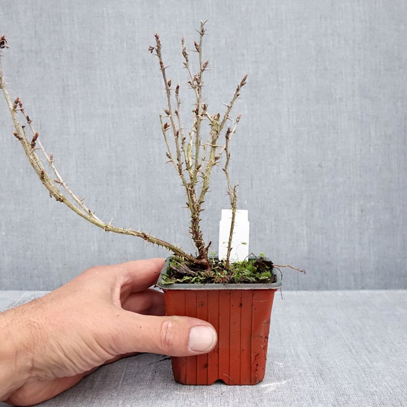 Esemplare di Uva-spina Hinnonmäki Grün Vasetto da 8/9 cm come consegnato in autunno