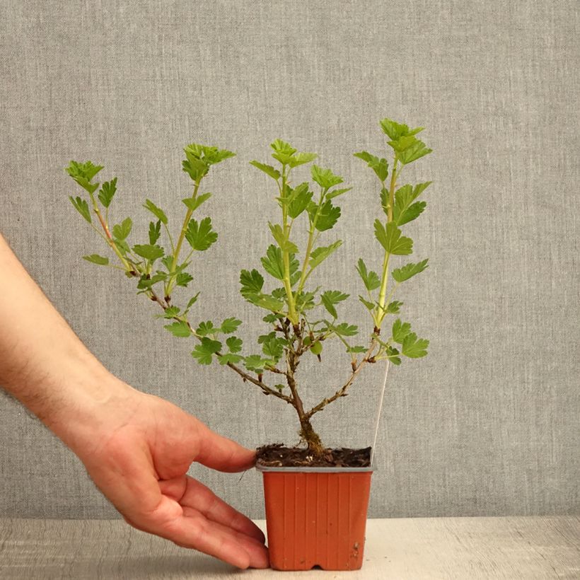 Uva-spina Hinnonmäki Grün Vasetto da 8/9 cm esemplare consegnato in primavera