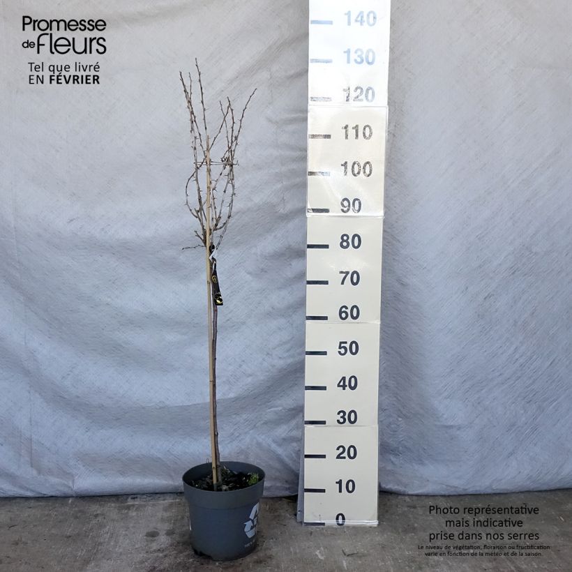 Uva-spina Mucurines Vaso da 6L/7L esemplare consegnato in inverno