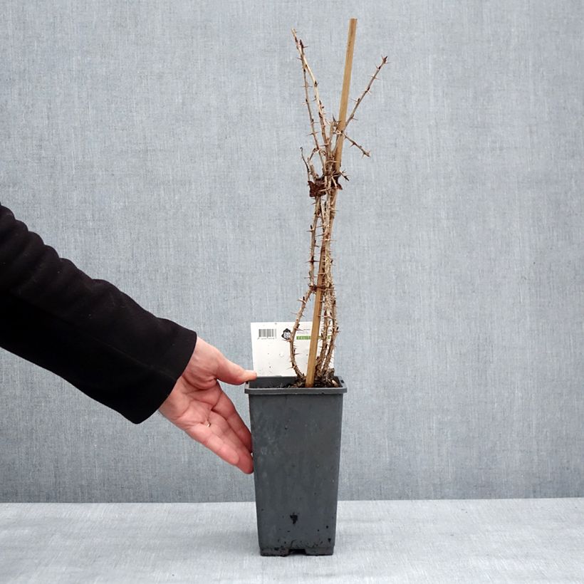 Uva-spina Tatjana Vaso da 1,5L/2L, Multifusto esemplare consegnato in inverno