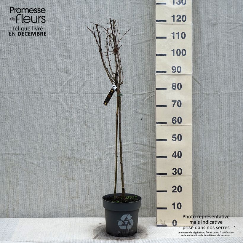 Uva-spina Tatjana Vaso da 6L/7L esemplare consegnato in inverno