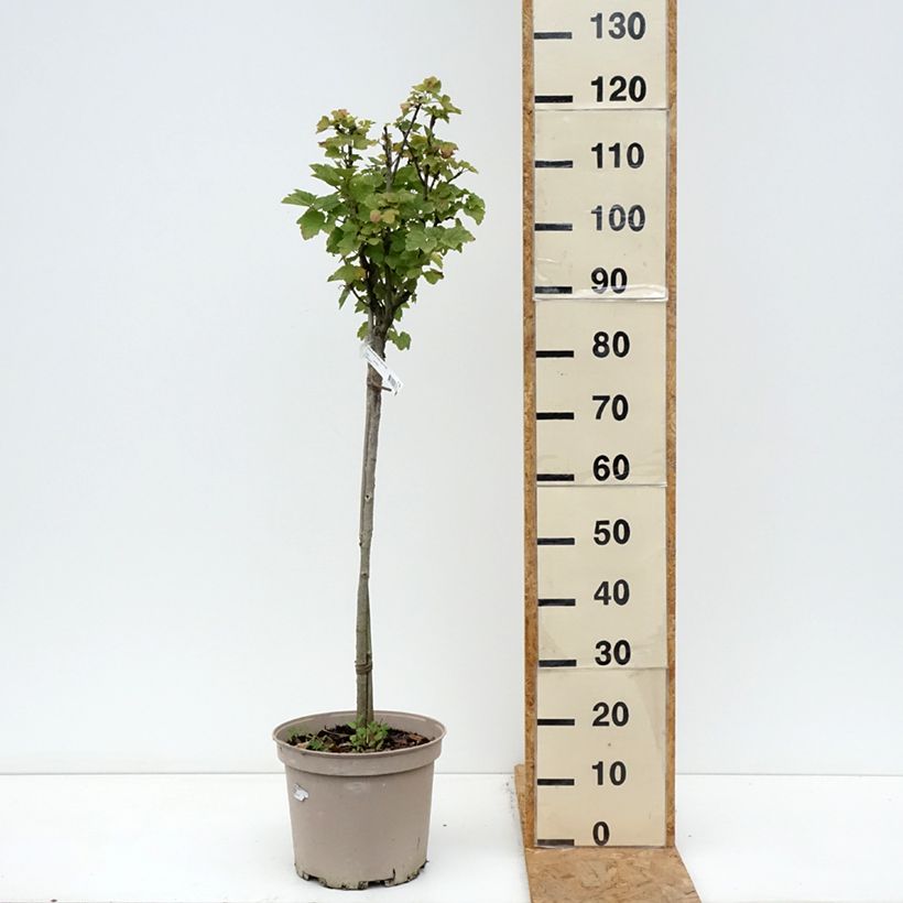 Esemplare di Ribes rosso Agate Rosso mactor Vaso da 7,5L/10L, Vaso impalcato basso come consegnato in autunno