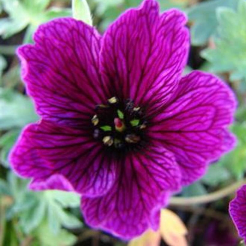 Geranium cinereum Purple Pillow (Fioritura)