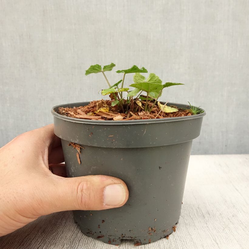 Esemplare di Althaea officinalis - Altea comune Vaso da 1,5L/2L come consegnato in autunno