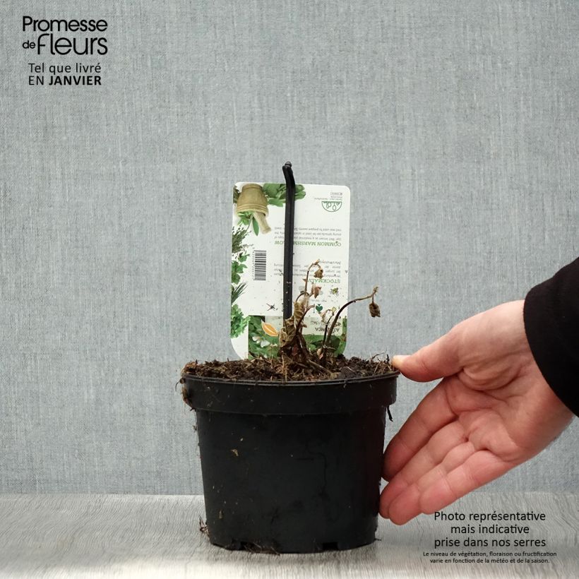 Althaea officinalis - Altea comune Vaso da 1,5L/2L esemplare consegnato in inverno