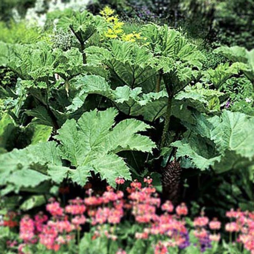 Gunnera manicata - Rabarbaro gigante del Brasile (Porto)