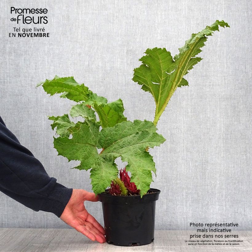 Esemplare di Gunnera manicata - Rabarbaro gigante del Brasile Vaso da 3L/4L come consegnato in autunno