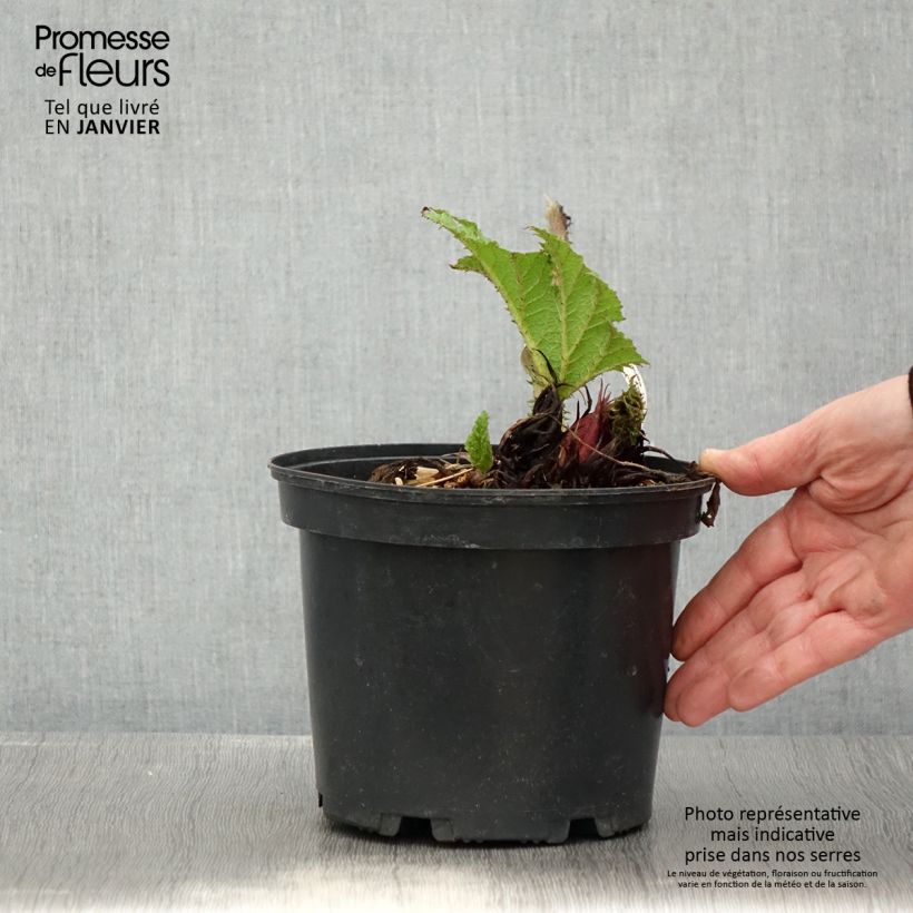 Gunnera manicata - Rabarbaro gigante del Brasile Vaso da 3L/4L esemplare consegnato in inverno