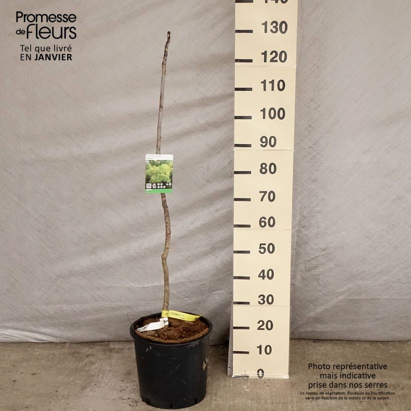 Gymnocladus dioica - Albero del Caffè Vaso da 12L/15L esemplare consegnato in inverno