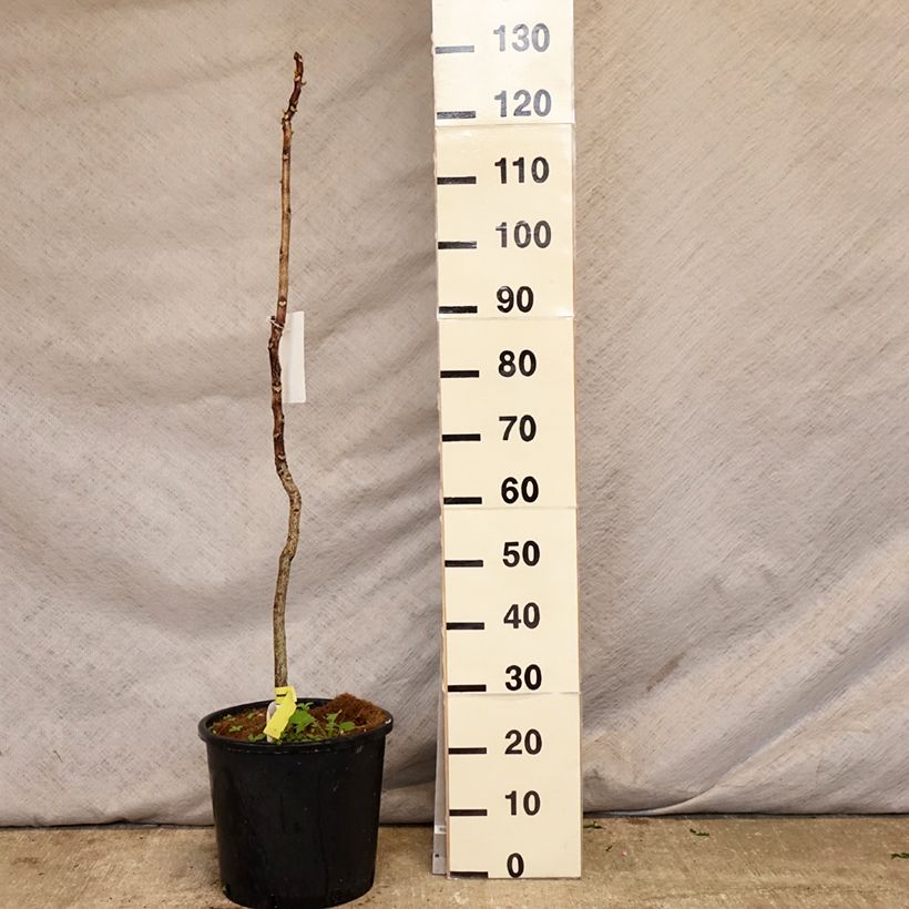 Gymnocladus dioica - Albero del Caffè Vaso da 12L/15L esemplare consegnato in primavera