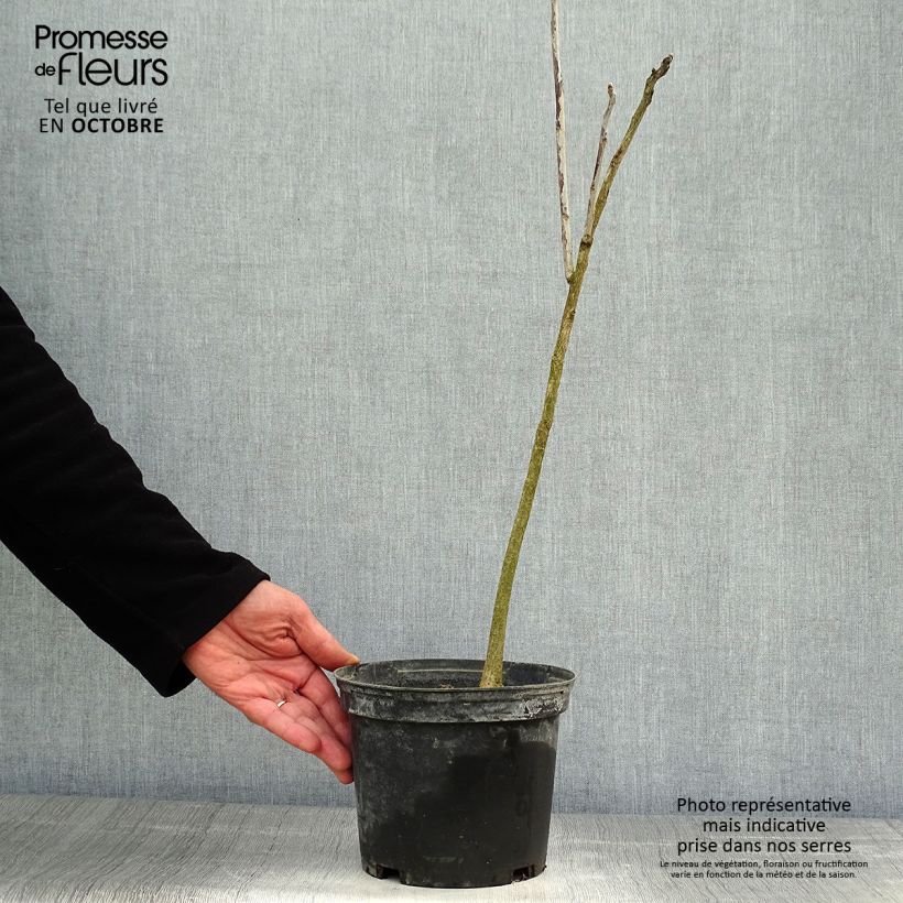 Esemplare di Gymnocladus dioica - Albero del Caffè Vaso da 3L/4L come consegnato in autunno