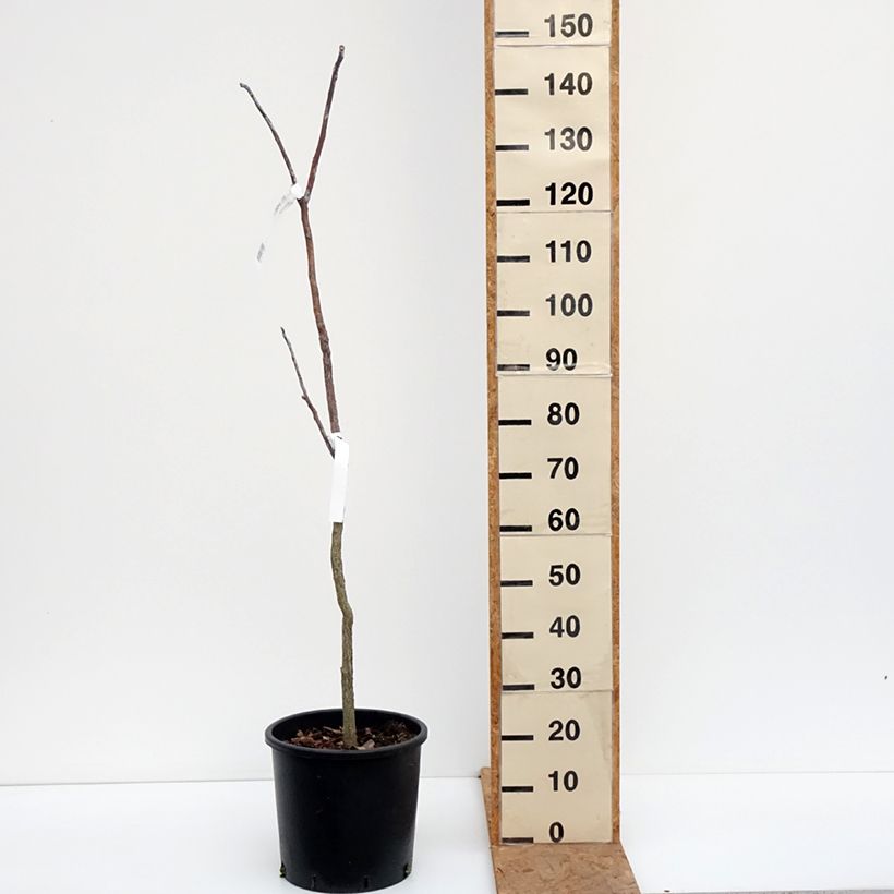 Esemplare di Gymnocladus dioica - Albero del Caffè Vaso da 12L/15L come consegnato in autunno