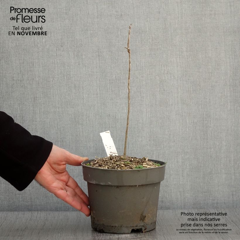 Esemplare di Gymnocladus dioica - Albero del Caffè Vaso da 2L/3L come consegnato in autunno