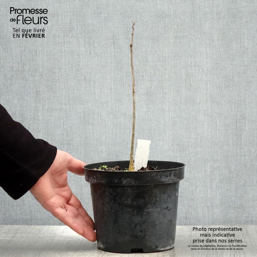 Gymnocladus dioica - Albero del Caffè Vaso da 2L/3L esemplare consegnato in inverno