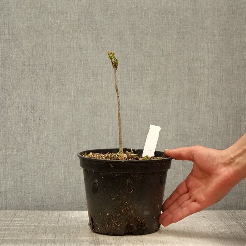 Gymnocladus dioica - Albero del Caffè Vaso da 2L/3L esemplare consegnato in primavera