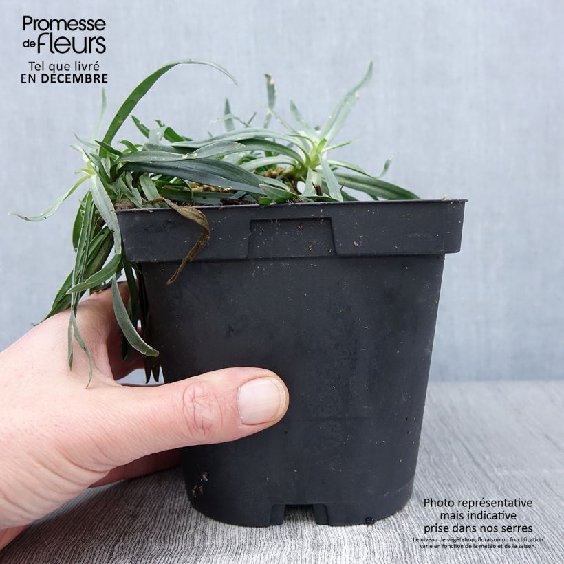 Esemplare di Gypsophila paniculata Bristol Fairy Vaso da 2L/3L come consegnato in autunno