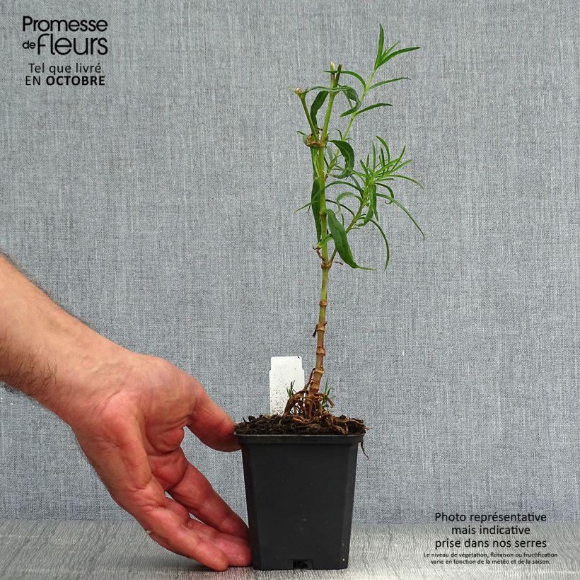 Esemplare di Gypsophila paniculata Flamingo Vasetto da 8/9 cm come consegnato in autunno