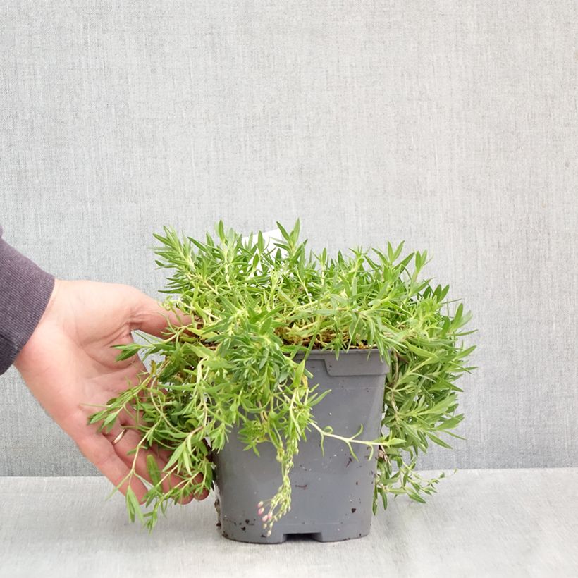 Esemplare di Gypsophila repens Rosa Schönheit Vaso da 2L/3L come consegnato in autunno