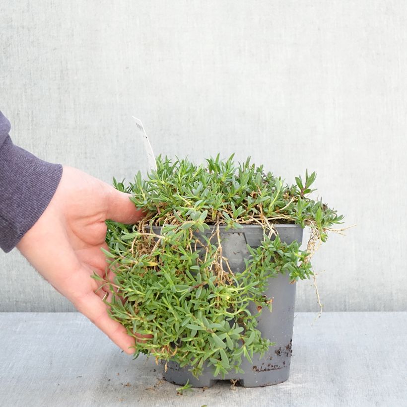 Gypsophila repens Rosa Schönheit Vaso da 2L/3L esemplare consegnato in primavera