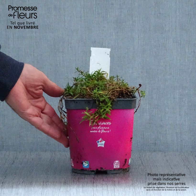 Esemplare di Gypsophila paniculata Rosenschleier Vaso da 2L/3L come consegnato in autunno