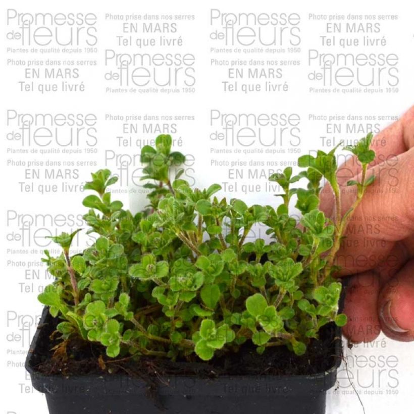Esempio di esemplare Gypsophile en coussin - Gypsophila cerastioides Godet de 8/9 cm come consegnato