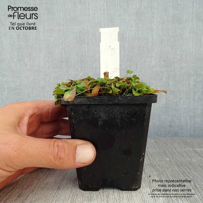 Esemplare di Gypsophila cerastioides Vasetto da 8/9 cm come consegnato in autunno