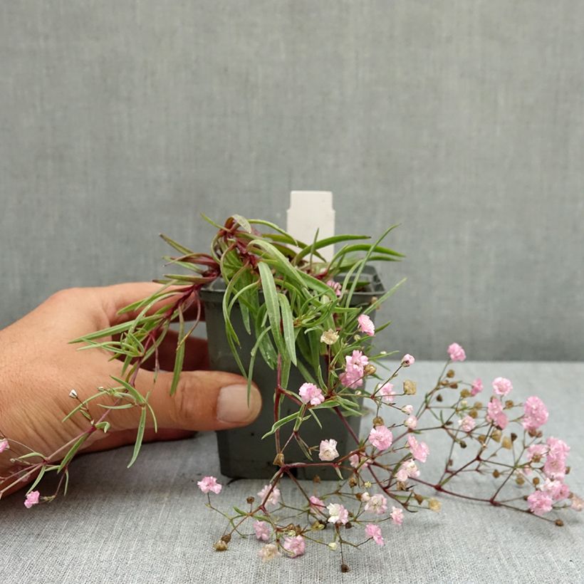 Esemplare di Gypsophile Festival Pink Godet de 8/9 cm consegnato in estate