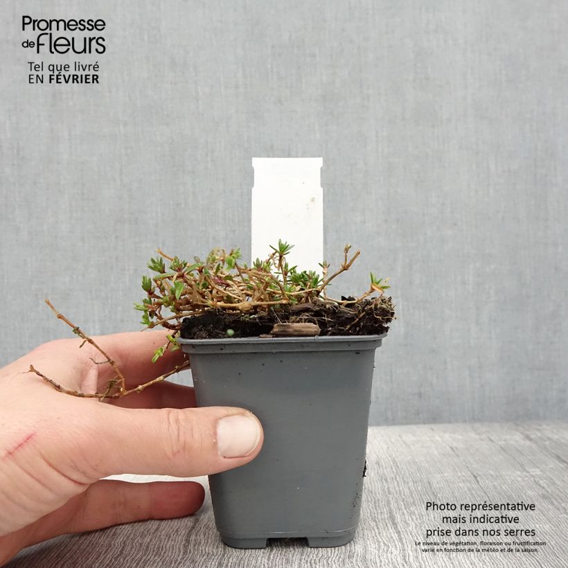 Gypsophila repens White Angel Vasetto da 8/9 cm esemplare consegnato in inverno