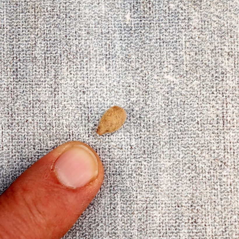 Habenaria radiata - Orchidea Airone Bulbo taglia I esemplare consegnato in primavera