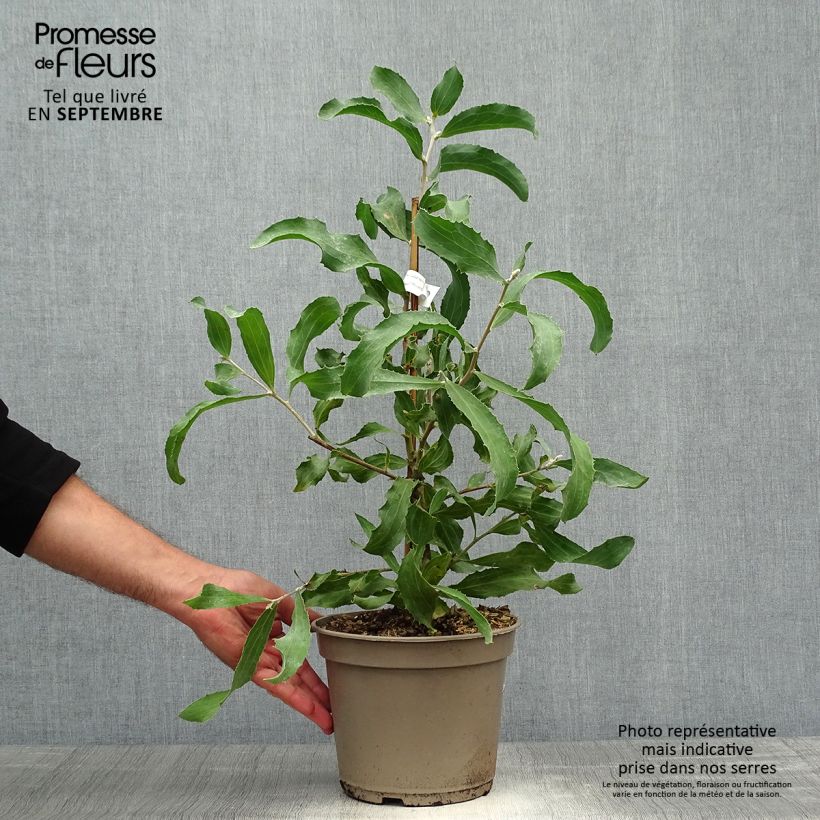 Esemplare di Hakea victoria Vaso da 4L/5L come consegnato in autunno