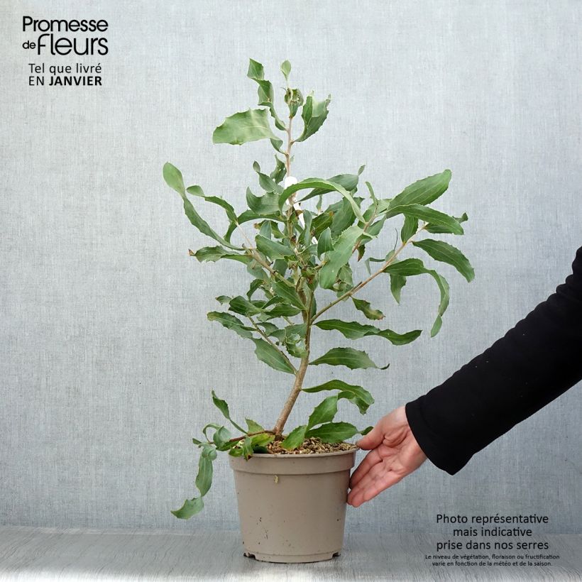 Hakea victoria Vaso da 4L/5L esemplare consegnato in inverno