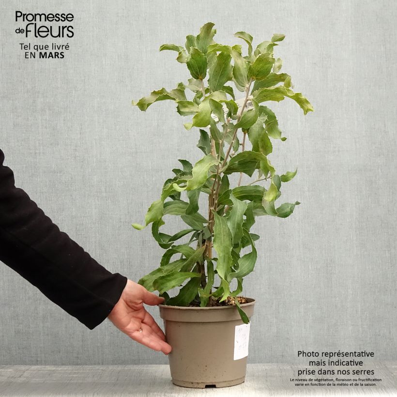 Hakea victoria Vaso da 4L/5L esemplare consegnato in primavera