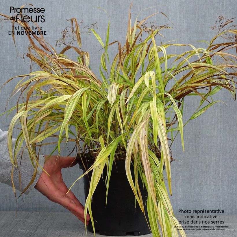 Esemplare di Hakonechloa macra Aureola - Erba della foresta giapponese Vaso da 2L/3L come consegnato in autunno