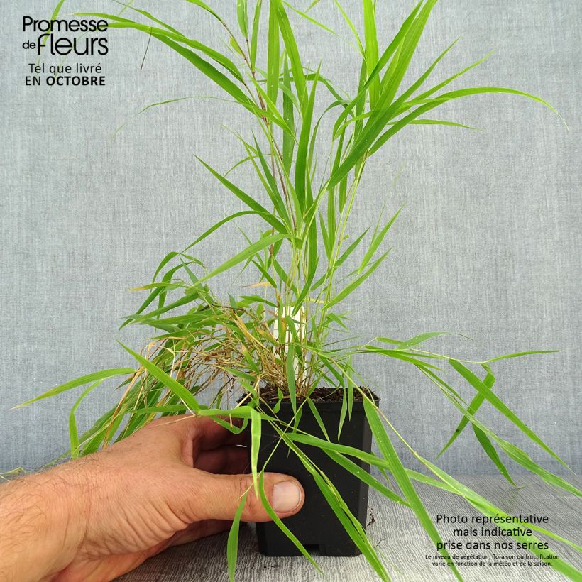 Esemplare di Hakonechloa macra Beni-Kaze - Erba della foresta giapponese Vasetto da 8/9 cm come consegnato in autunno