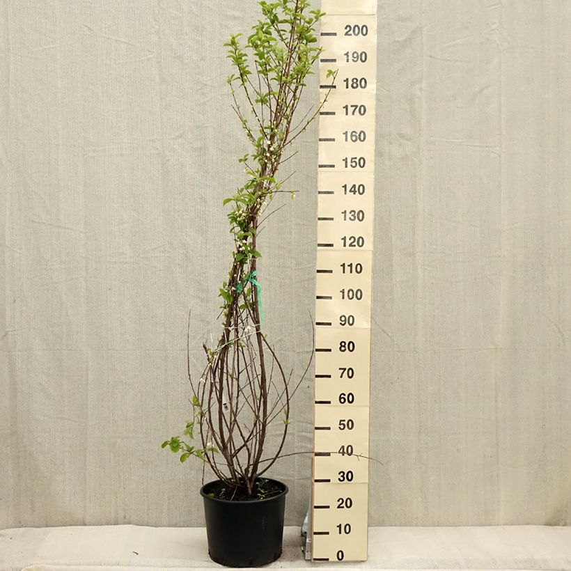 Halesia carolina Vaso da 18L/20L esemplare consegnato in primavera